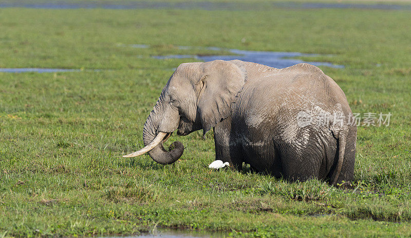水中的大象，loxodonta africana，肯尼亚非洲